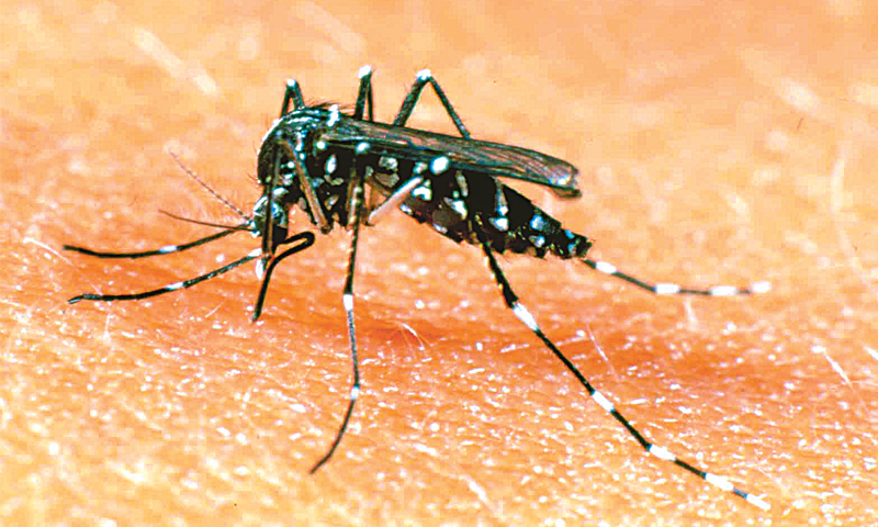 54 dengue patients reported in Punjab